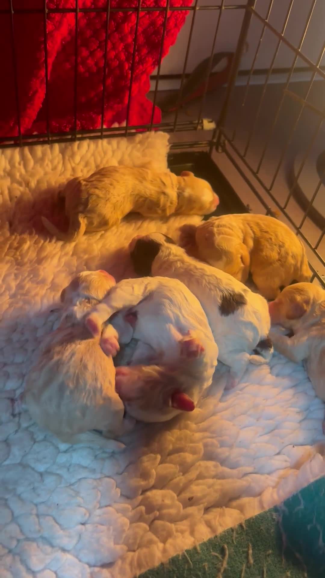 Cockapoo dogs for sale: Cockerpoo puppies  - Video 2