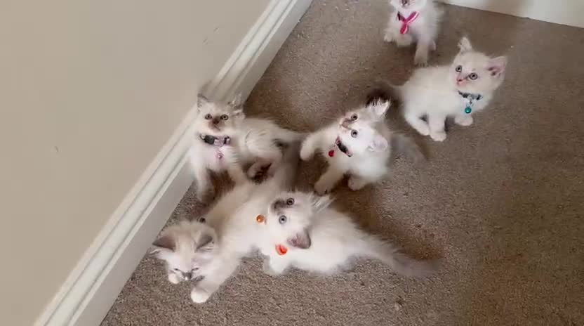 Ragdoll cats for sale: Purebred Ragdol Kitten - DNA Verified 100% - Video 3