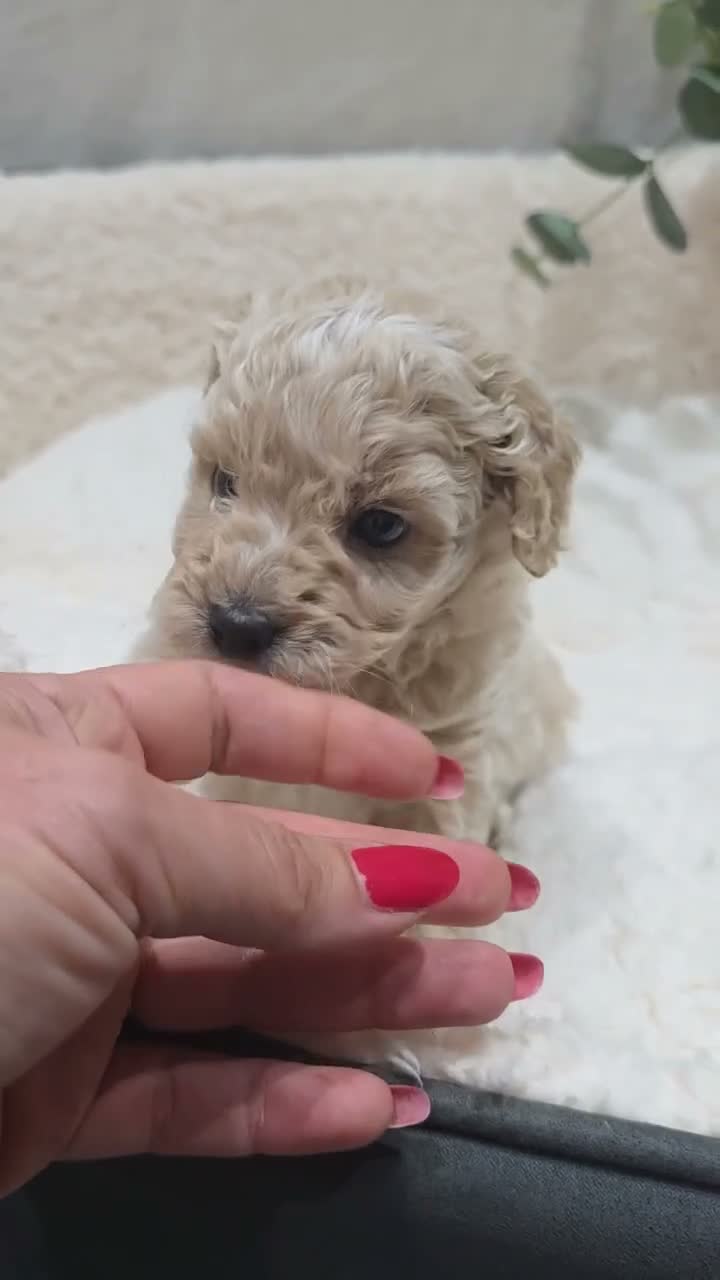 Maltipoo dogs for sale: Tiny Maltipoo F1B Puppies  in Motherwell - Video 3