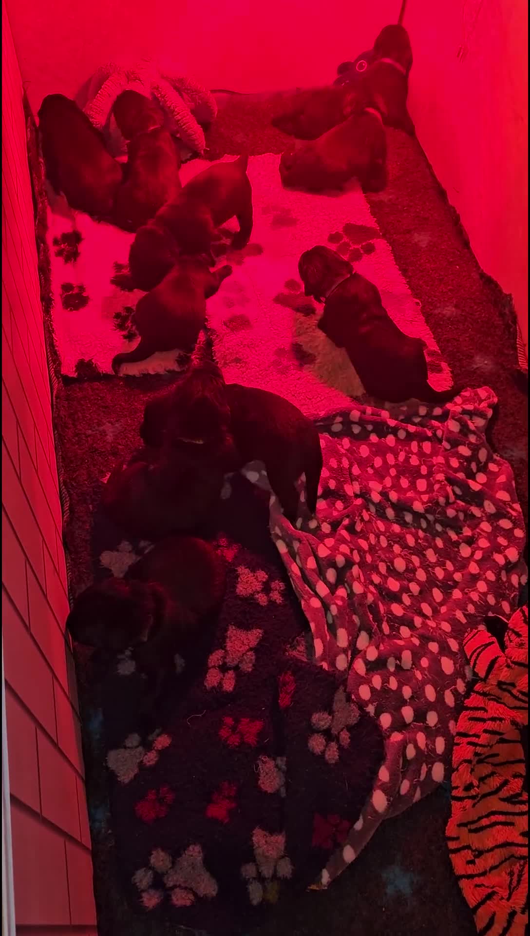 Newfoundland dogs for sale: Newfoundland Puppies in Carluke - Video 1