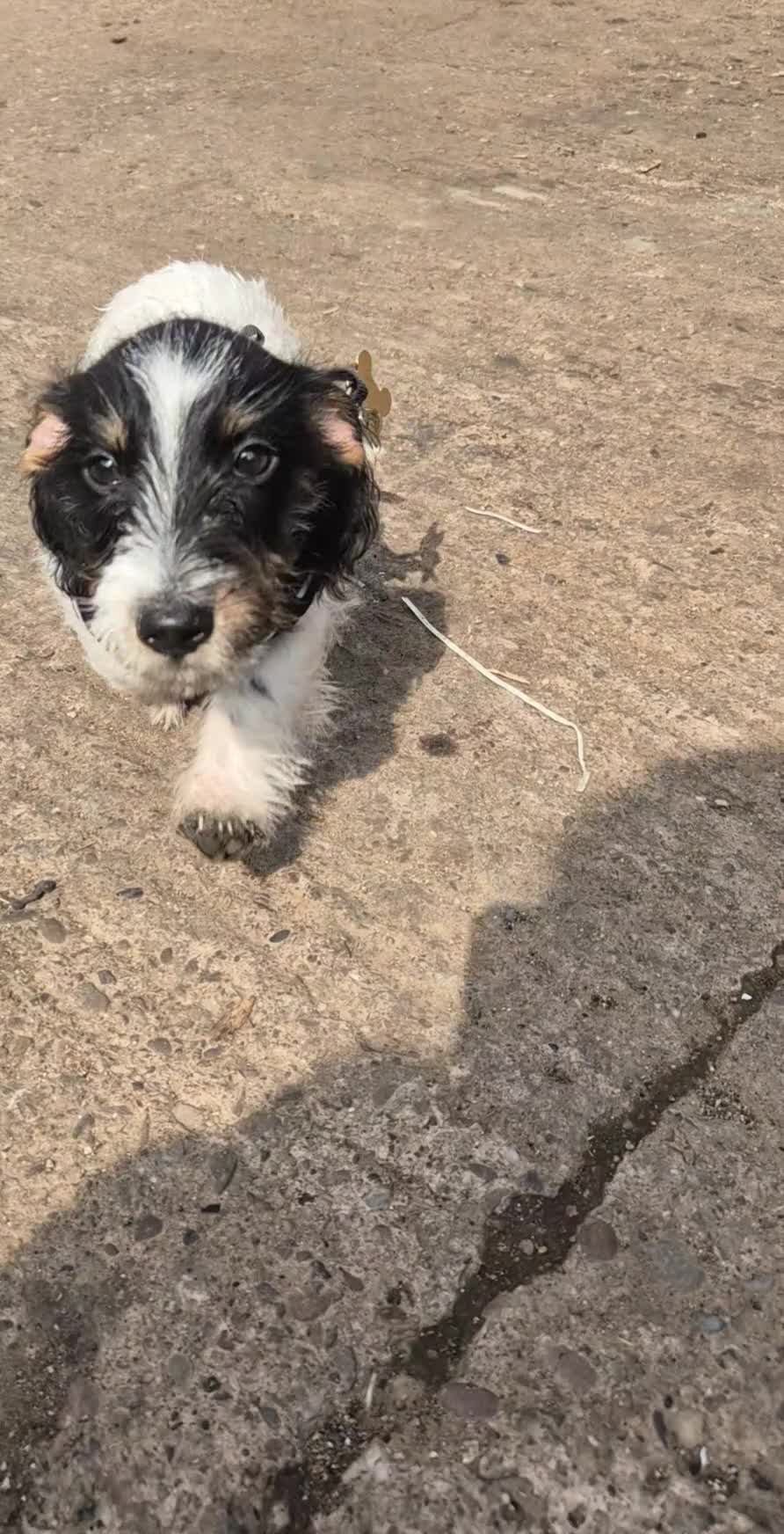 Jackshund dogs for sale: JACK RUSSEL X DACHSHUND PUPPY - KISSES ON COMMAND - Video 1