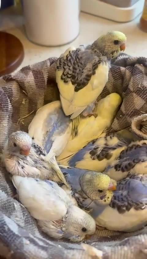 Budgerigars birds for sale: Baby budgies for sale - Video 2