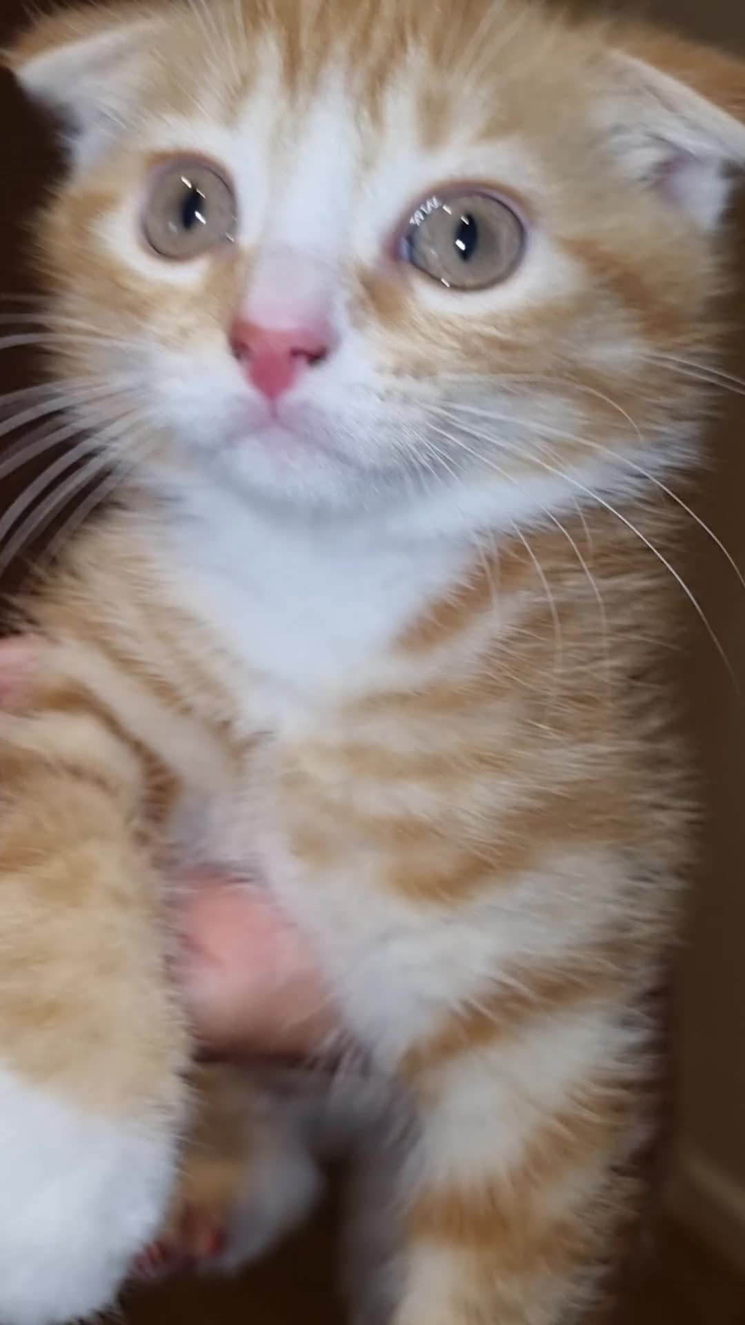 Scottish Fold cats for sale: Female scottish fold for sale  - Video 2