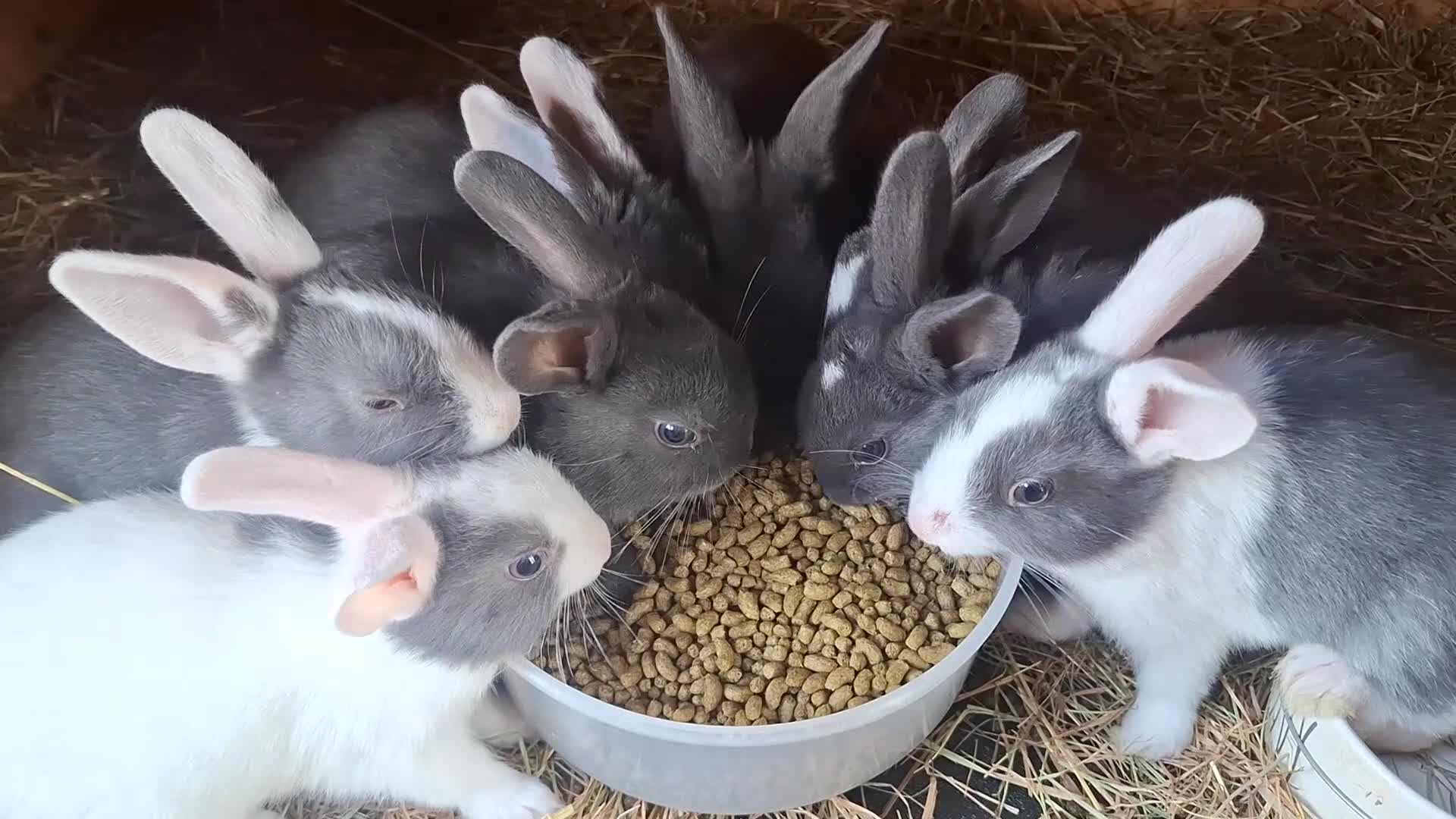 Mixed Breed rabbits for sale: Healthy, Well-Handled Confident & Friendly Rabbits - Video 1