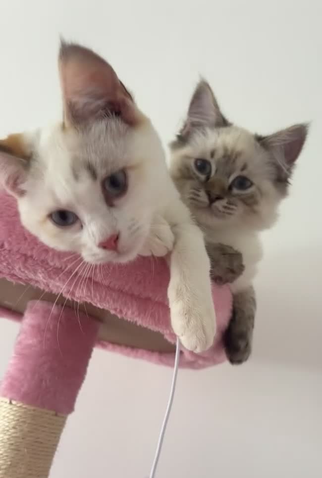 Ragdoll cats for sale: Half ragdoll cats for rehome  - Video 2