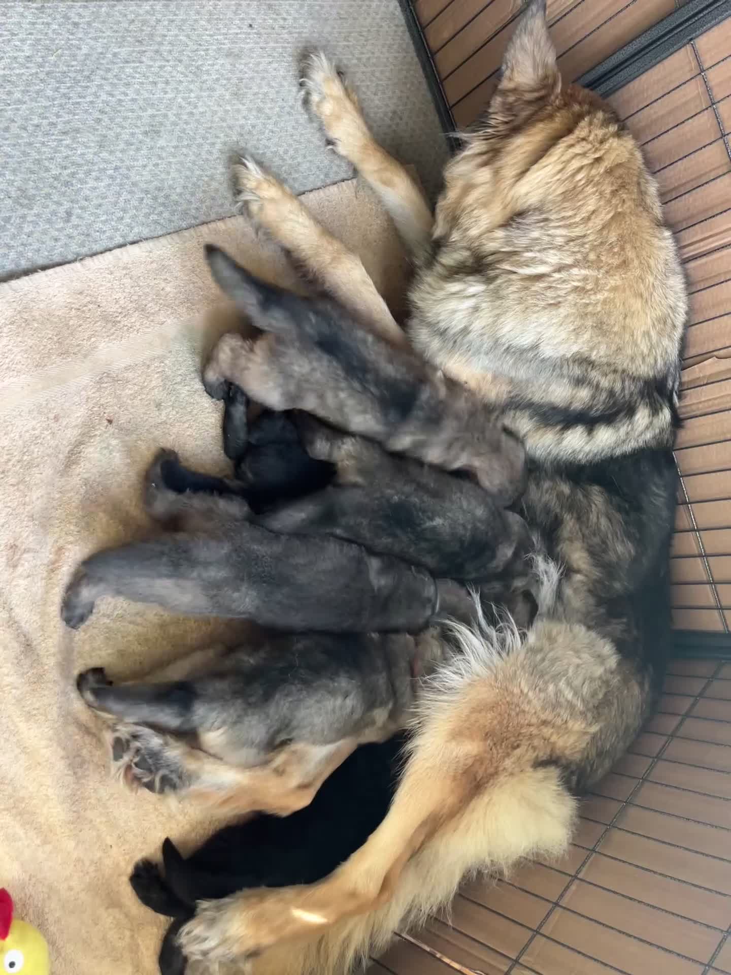 German Shepherd dogs for sale: Long/semi long Hair German Shepherd Puppies - Video 1