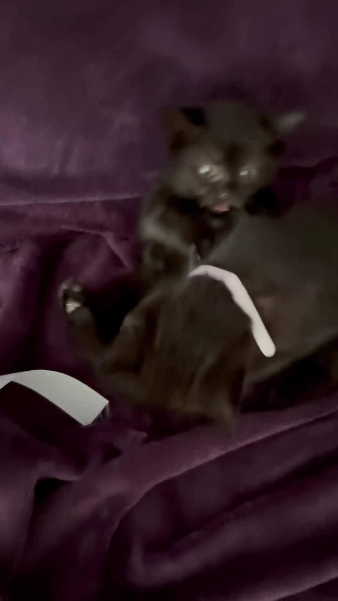 British Shorthair cats for sale: Black British Shorthair kittens - Video 1