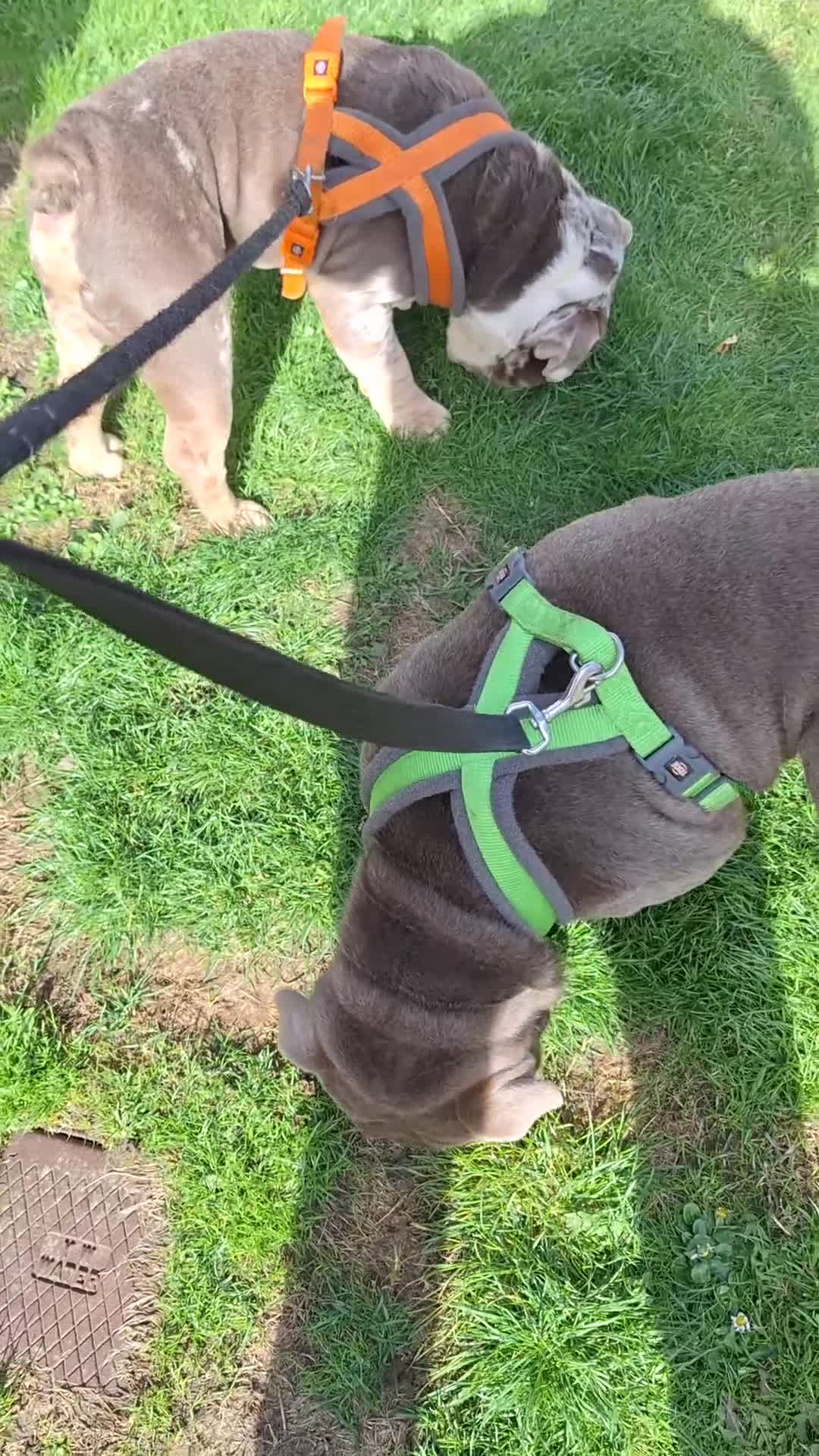 English Bulldog dogs for sale: English bulldog 3 years old - Video 1