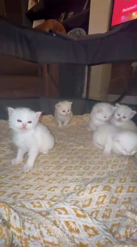 Mixed Breed cats for sale: Maine Coon Kittens - Video 1