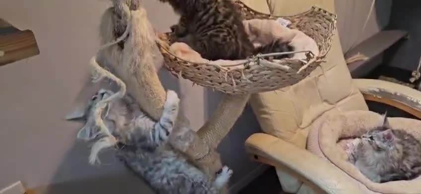 Maine Coon cats for sale: Large Maine Coon kittens regd European bloodline  - Video 1