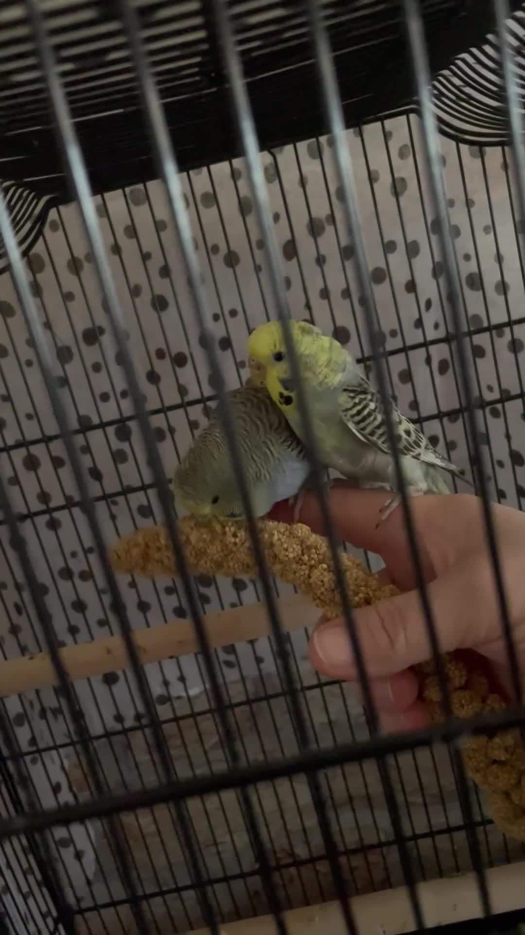 Budgerigars birds for sale: Beautiful hand tame babies budgies  - Video 2