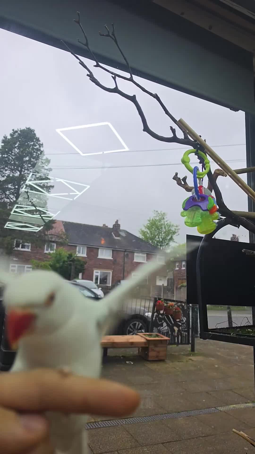 Ringnecks birds for sale: Beautiful Ringneck  in Huddersfield - Video 1