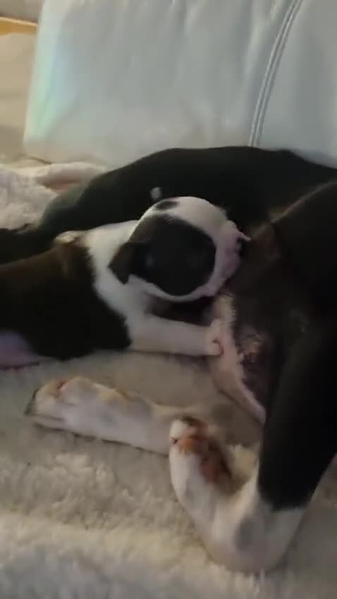 Boston Terrier dogs for stud: KC Boston Terrier for Stud - Video 1