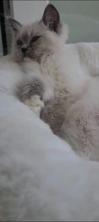 Ragdoll cats for sale: Spayed Female Ragdoll  - Video 1