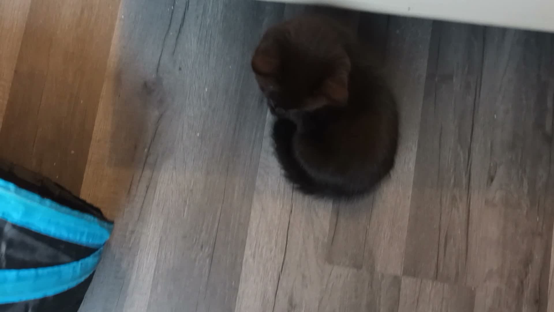 British Shorthair cats for sale: British short hair/black ghost tabby - Video 3