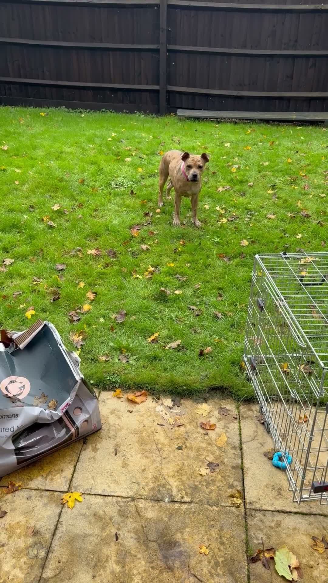 Staffordshire Bull Terrier dogs for sale: Beautiful Merle Staffy girl looking for home - Video 1