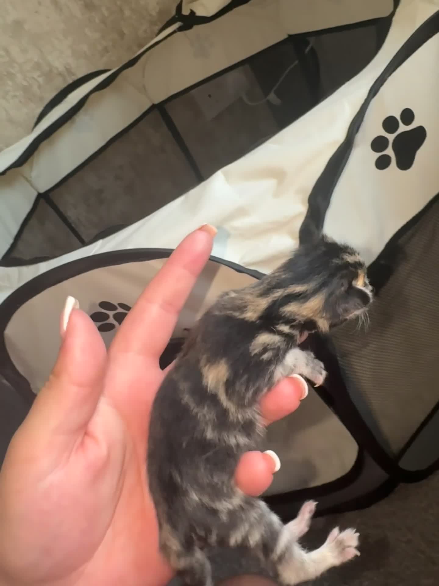 Mixed Breed cats for sale: Russian blue cross bengal tabby kittens - Video 2