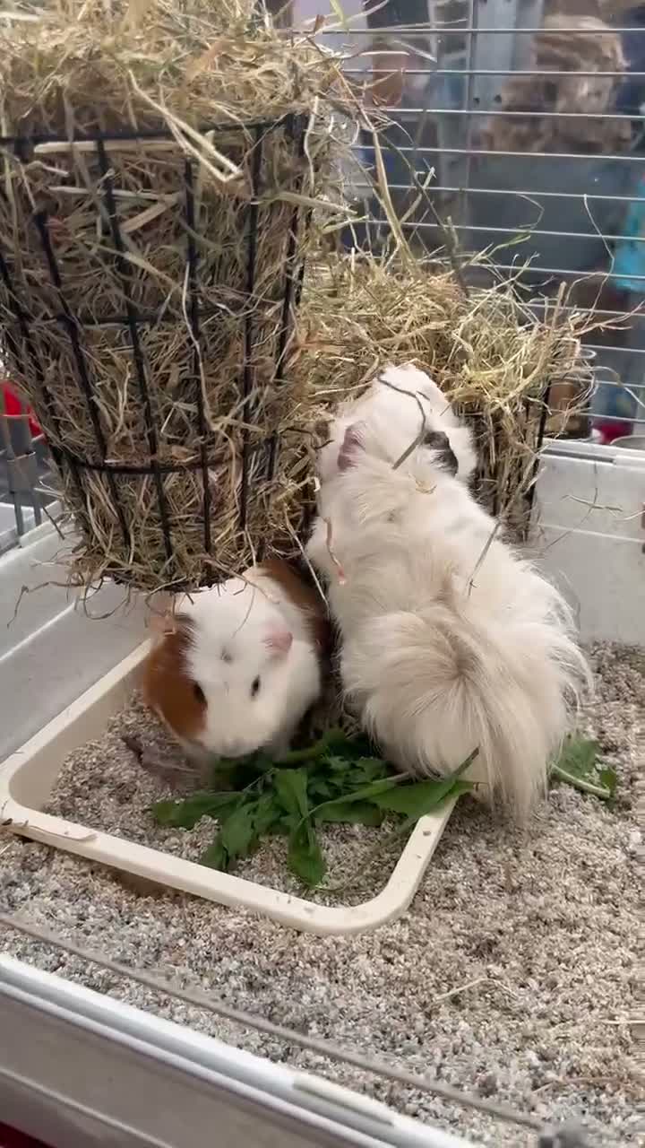 Guinea Pig rodents for sale: Two GUINEA PIGS for rehoming in Nantwich - Video 2