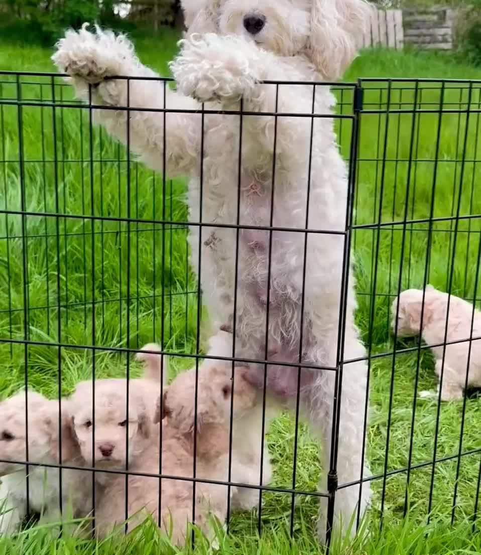 Cockapoo dogs for sale: Beautiful F2B Cockapoos  - Video 2