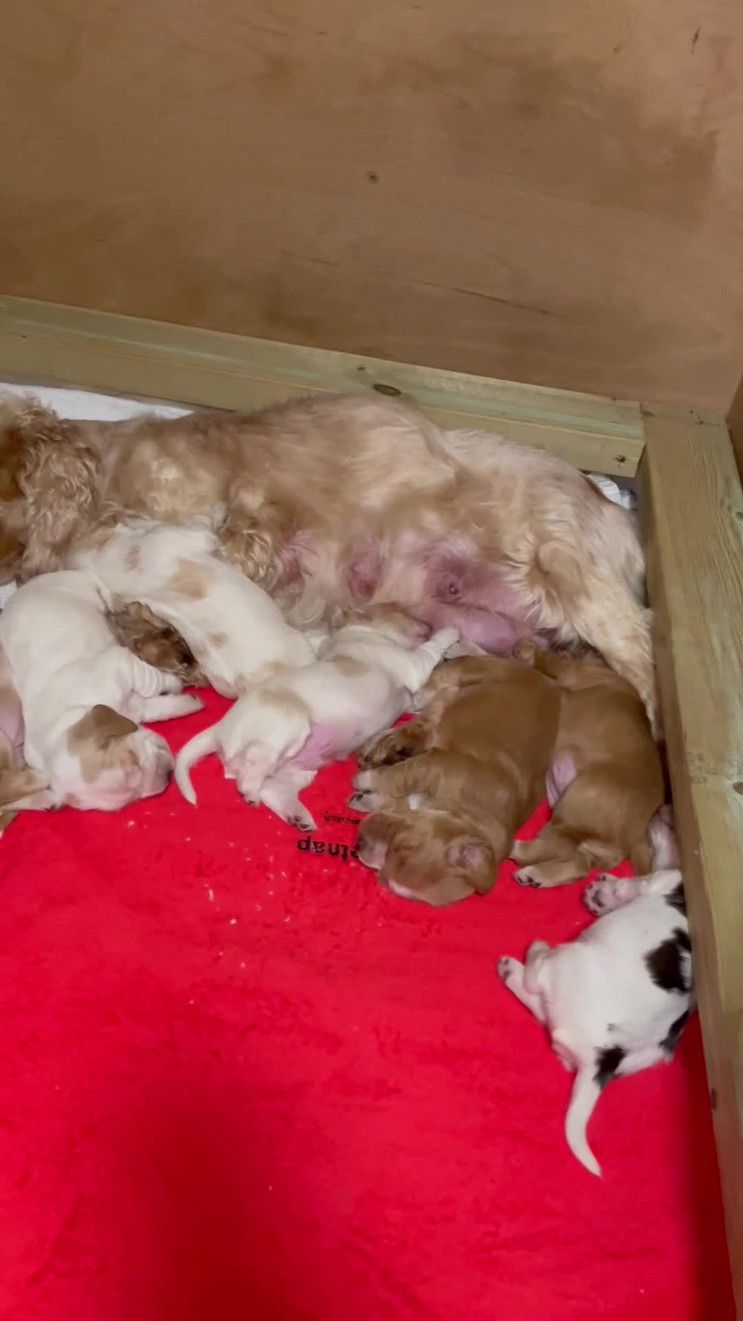 Cocker Spaniel dogs for sale: Cocker spaniels, KC, health checked puppies in Bishop's Stortford - Video 1