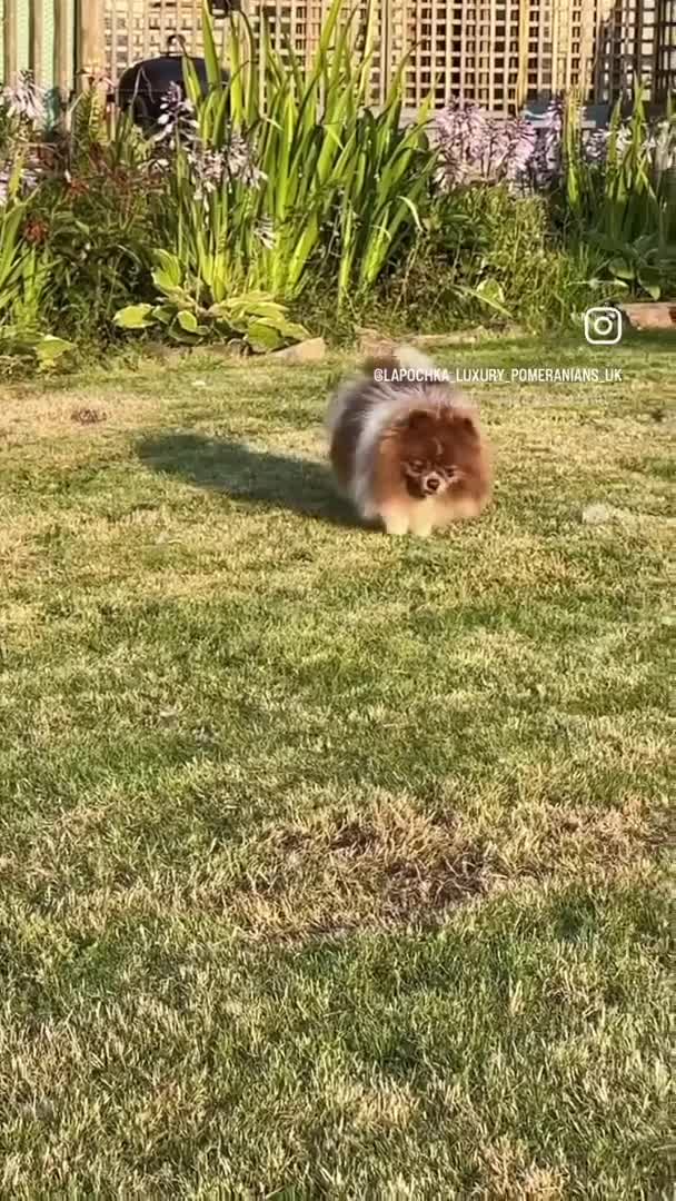 Pomeranian dogs for stud: Short and compact chocolate party colour boy in Lanark - Video 2