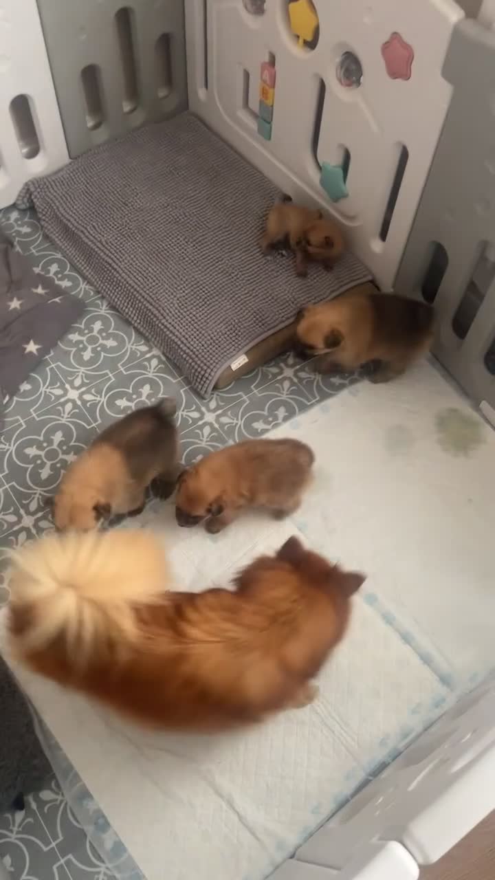 Pomeranian dogs for sale: POMERANIANS - Video 2