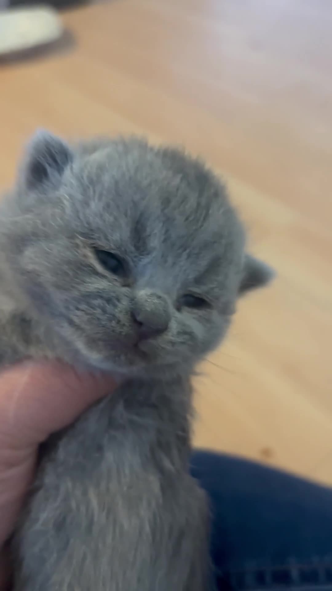 British Shorthair cats for sale: British blue shorthair GIRLS ready 20th June  - Video 3