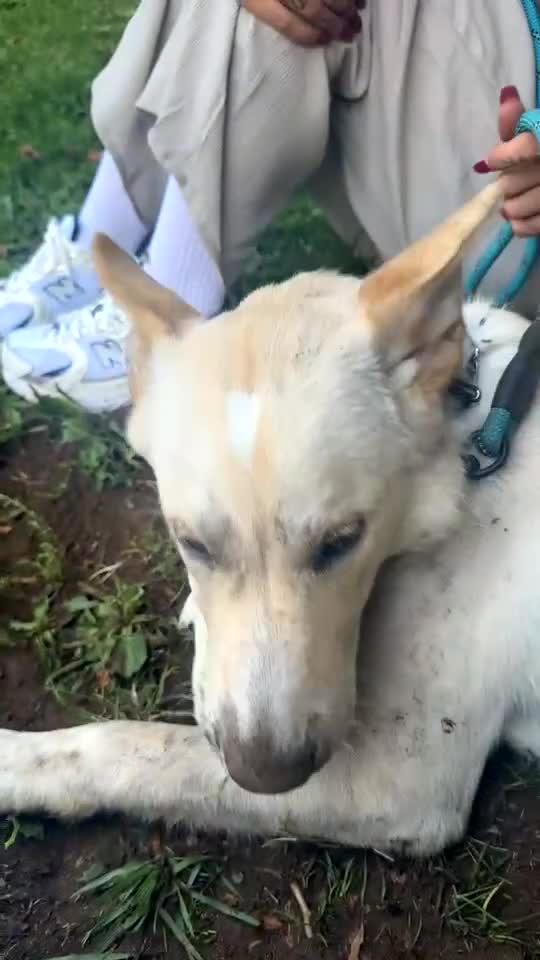 Mixed Breed dogs for sale: Blue our BFG - Video 1