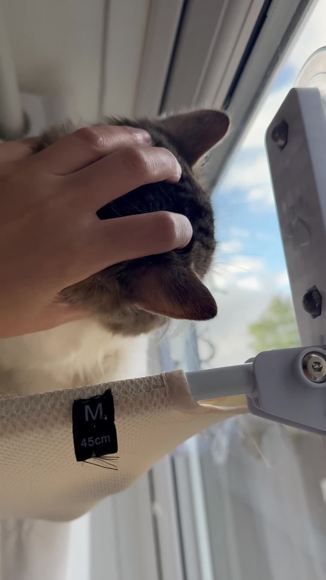 British Longhair cats for sale: Rehoming for Longhair Male Cat  - Video 1