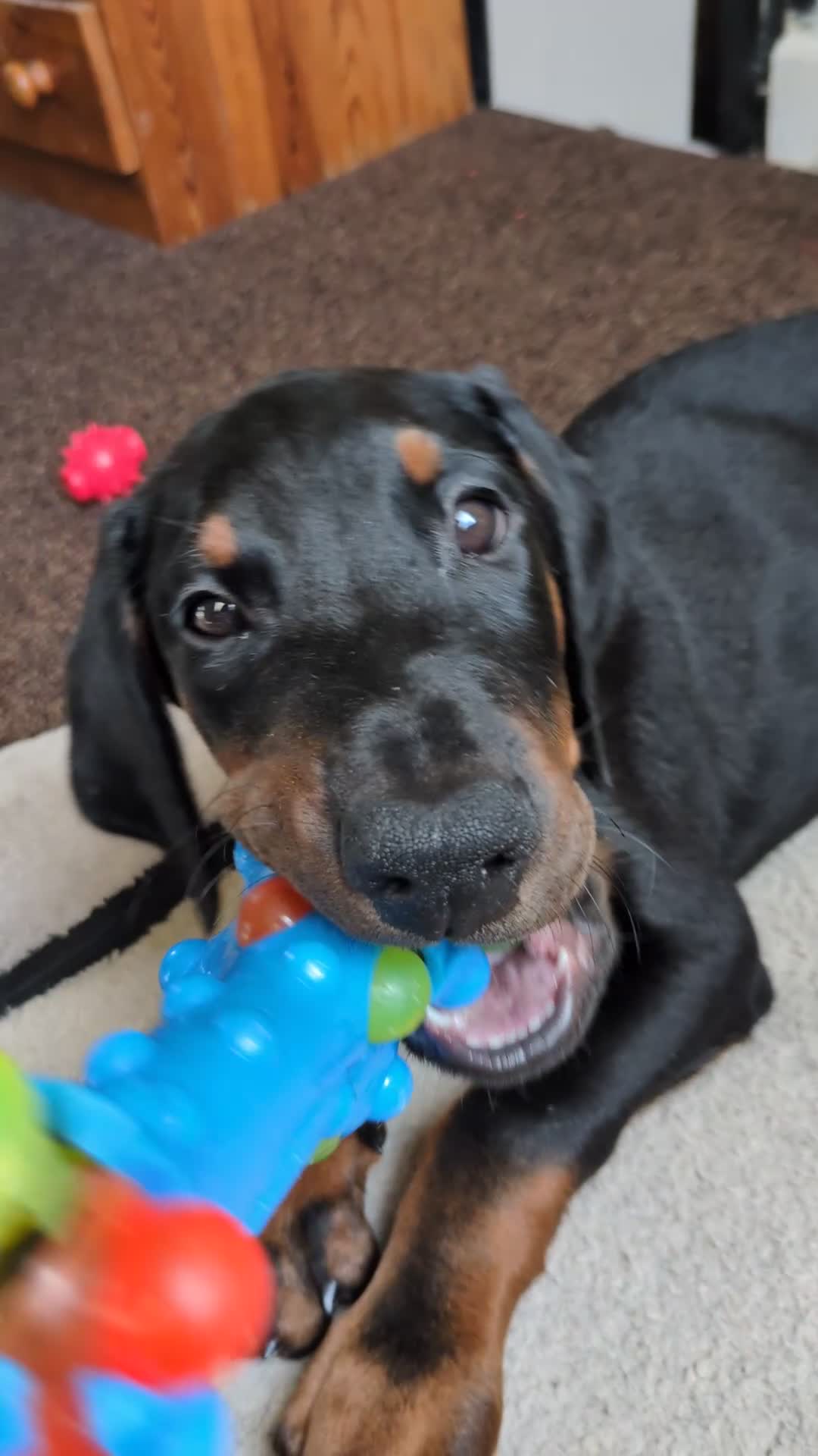 Dobermann dogs for sale: Ready for new homes today!Vaccination✅ microchip✅ - Video 2