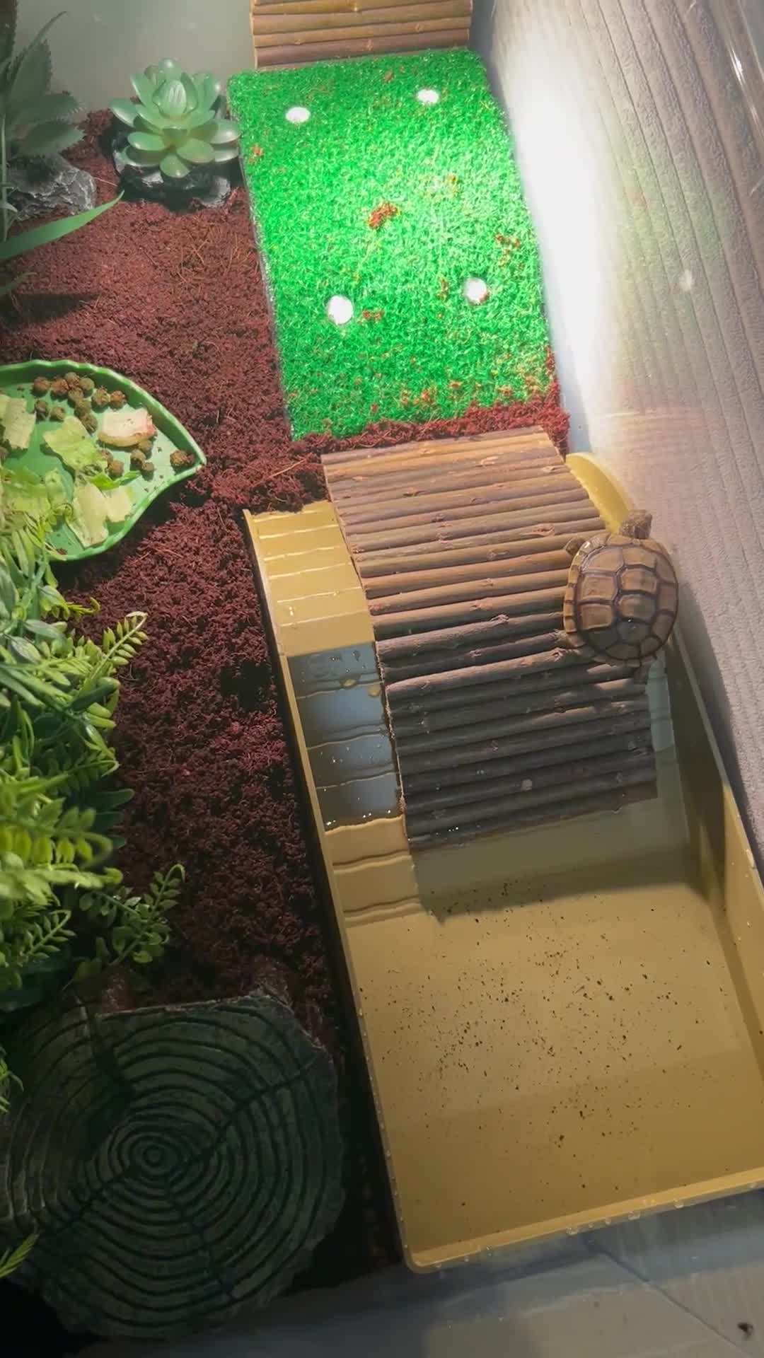 Tortoise reptiles for sale: Tortoise  - Video 2