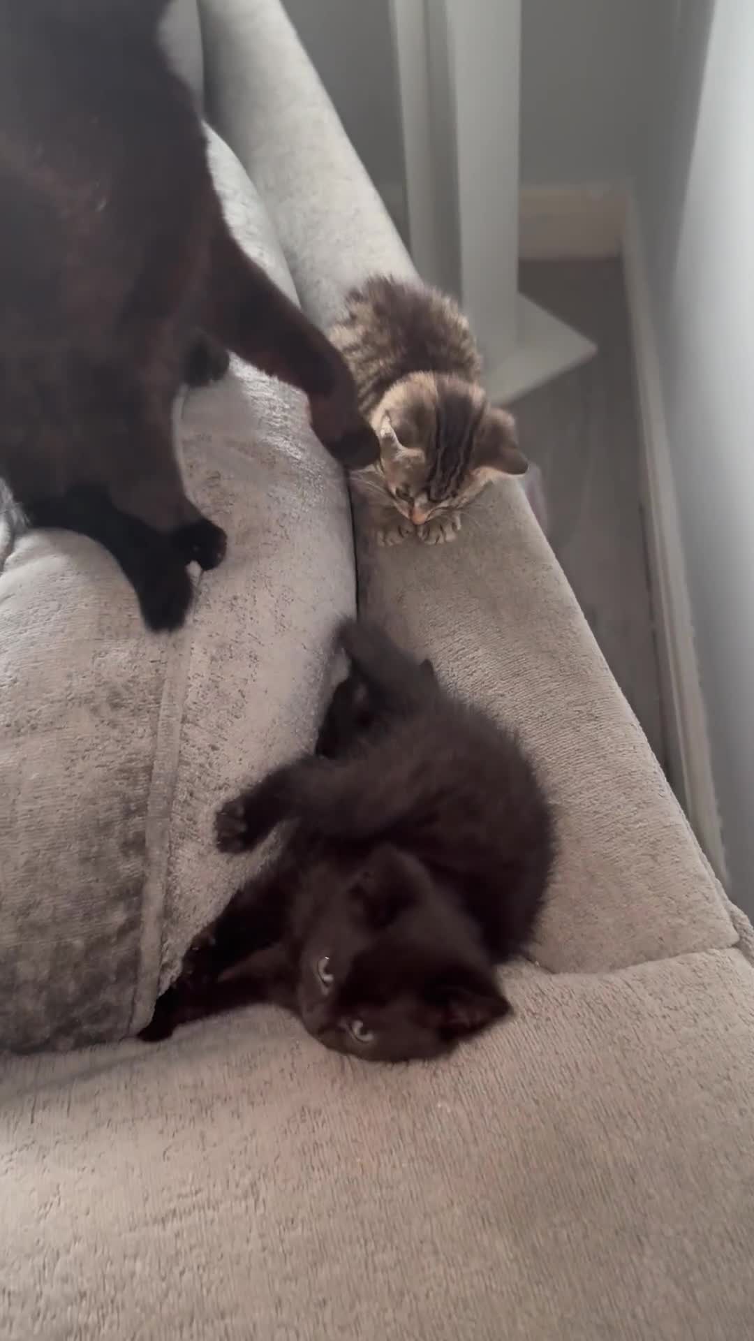 Mixed Breed cats for sale: 3 female kittens for sale  - Video 1