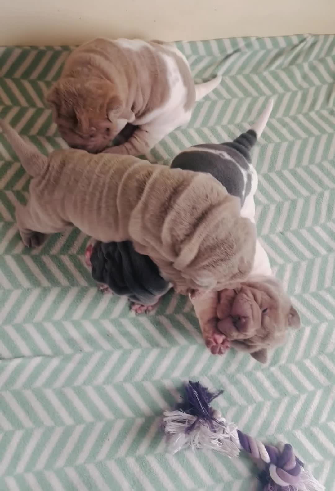 Shar Pei dogs for sale: Stunning rare Shar-Pei puppies  - Video 2