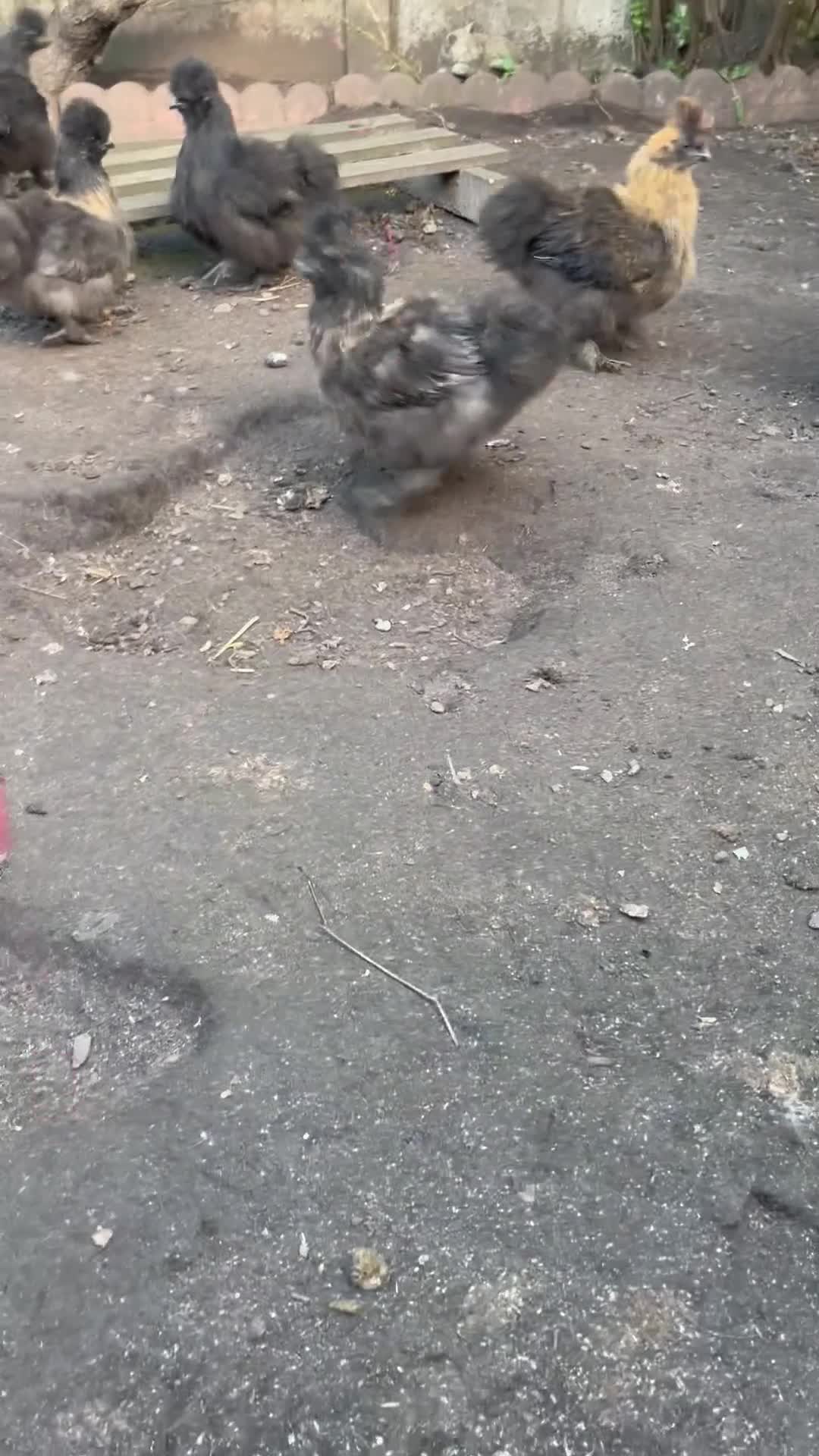 Chickens poultry for sale: Black silkie cockerel  - Video 3