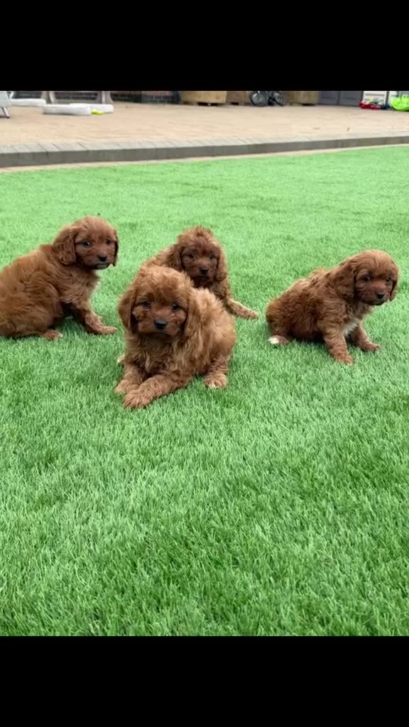 Cavapoo dogs for sale: F1 Cavapoo babies  - Video 1