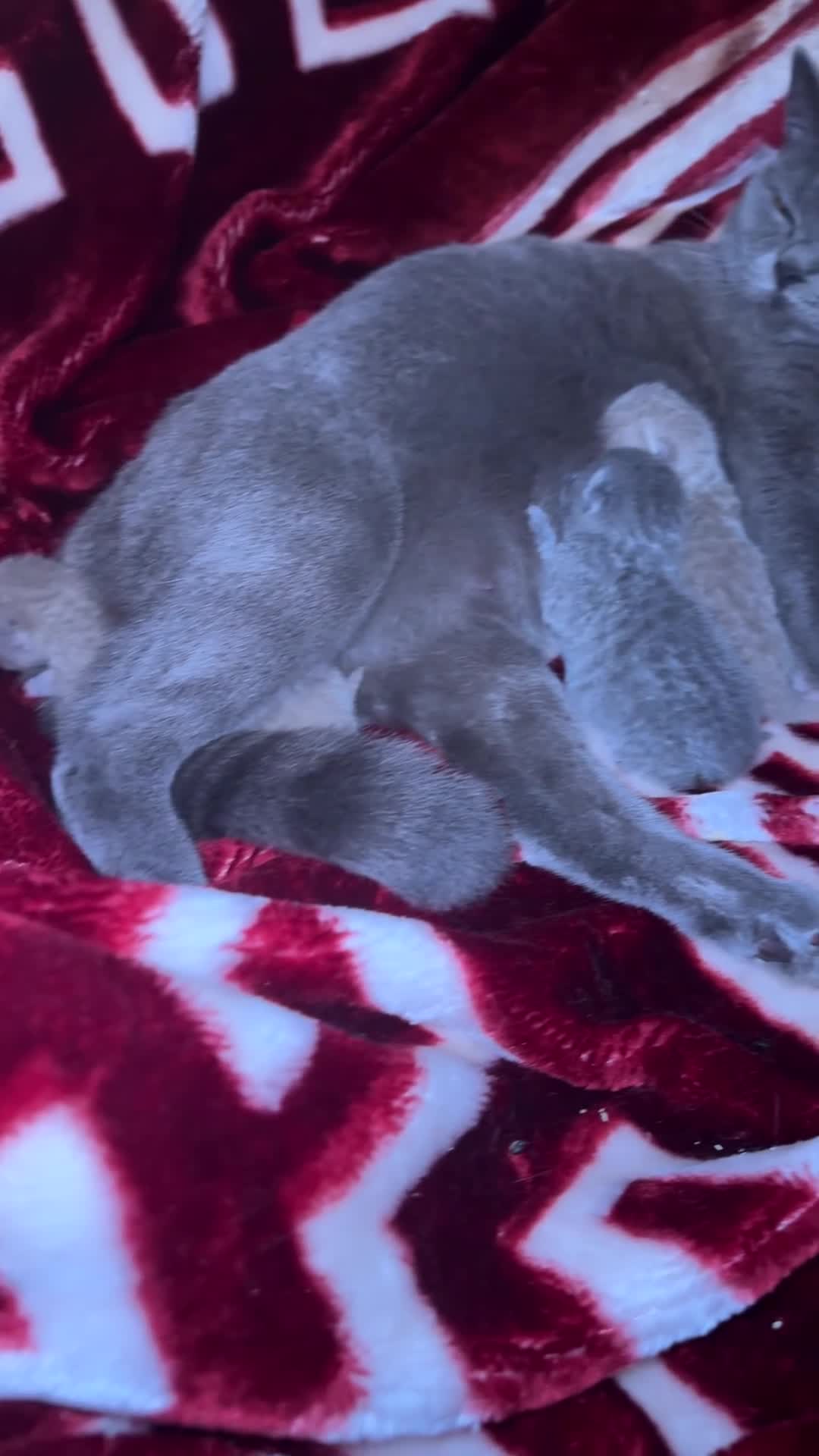 British Shorthair cats for sale: Four stunning British shorthair kittens  - Video 5