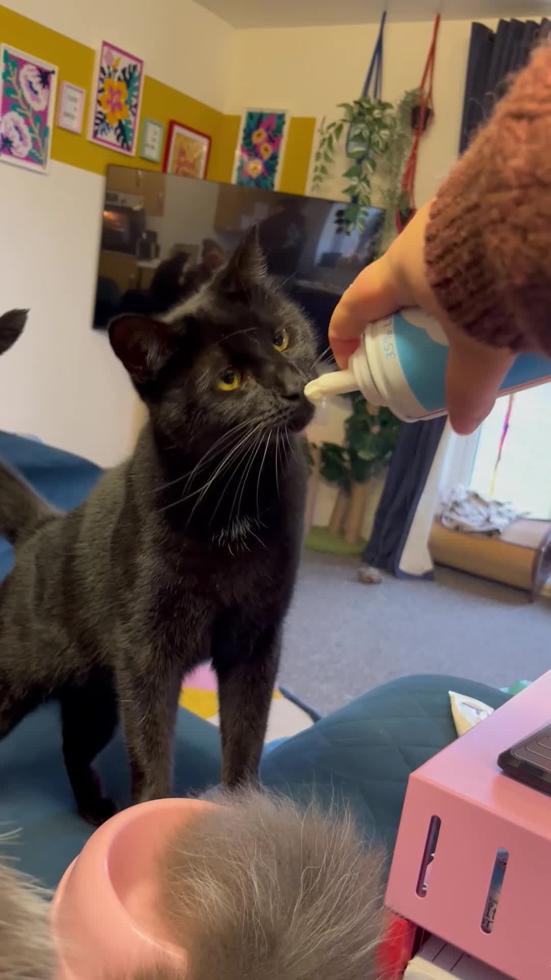 Mixed Breed cats for sale: 2x Domestic short hair cats, bonded pair M & F - Video 1