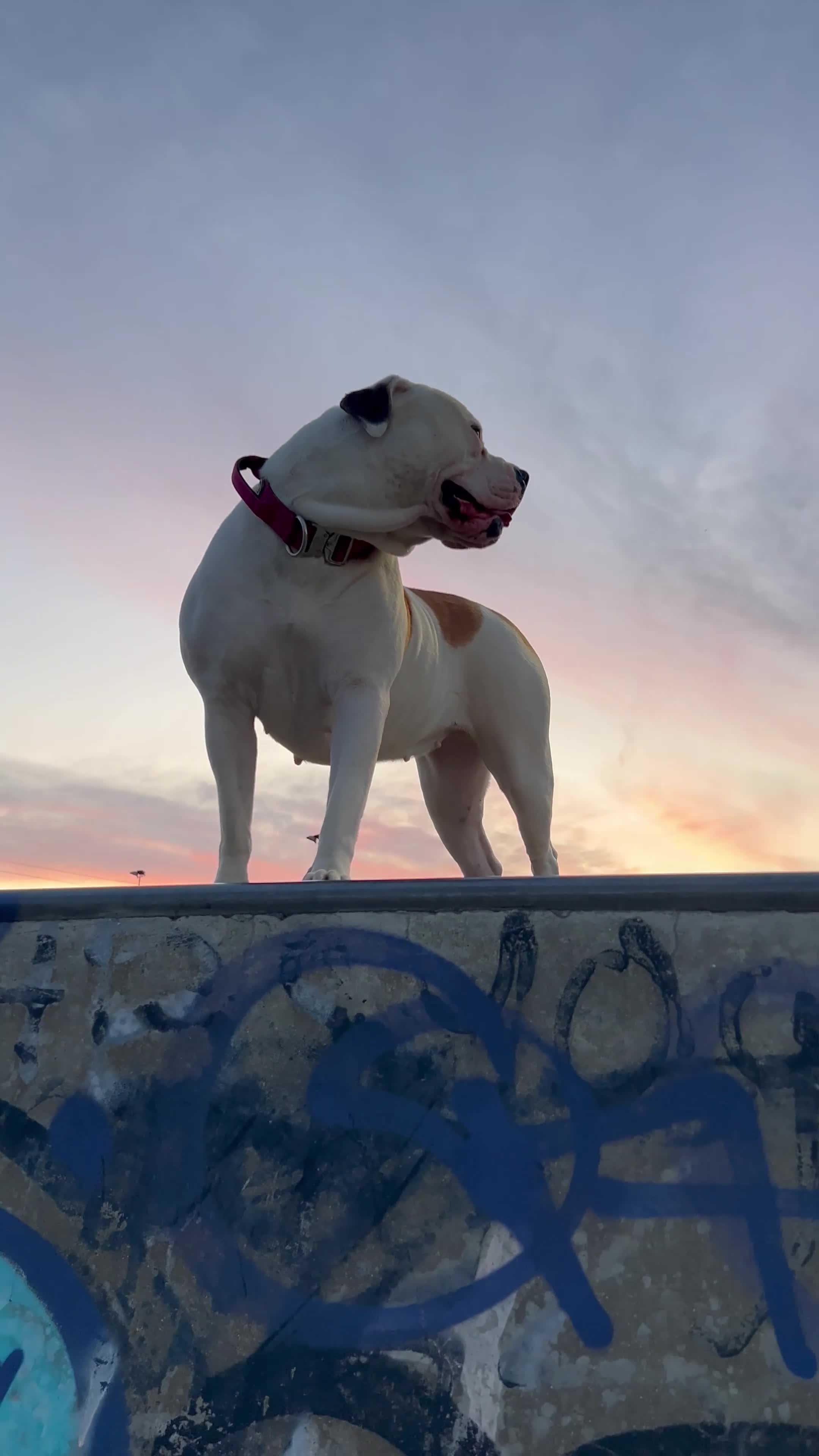American Bulldog dogs for sale: American bulldog Scott type female 3 years old - Video 1