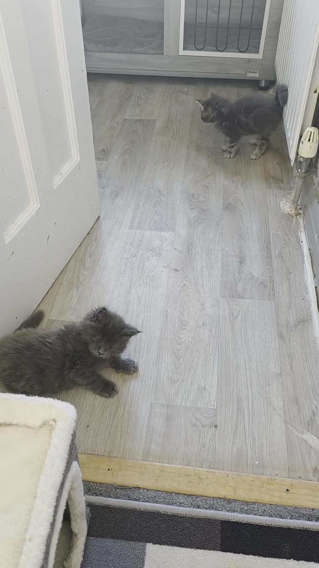 Maine Coon cats for sale: TICA REGISTERED STUNNING MAINE COON KITTENS  in Blackpool - Video 3