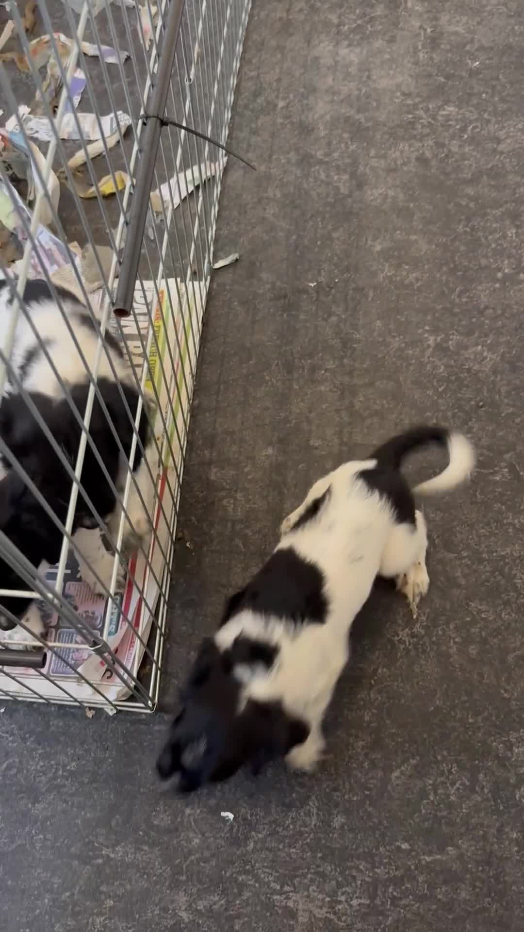 English Springer Spaniel dogs for sale: English Springer spaniel  - Video 1