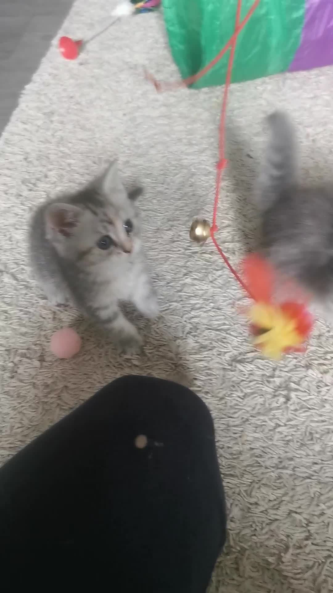 Persian cats for sale: Beautiful  silver shaded chinchilla Persian x bsh - Video 2