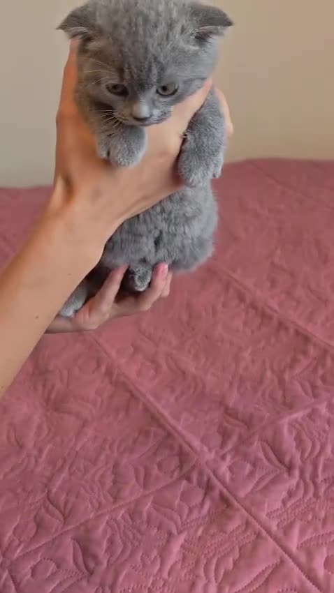 Scottish Fold cats for sale: 3 lovely Scotish Fold kittens  - Video 3