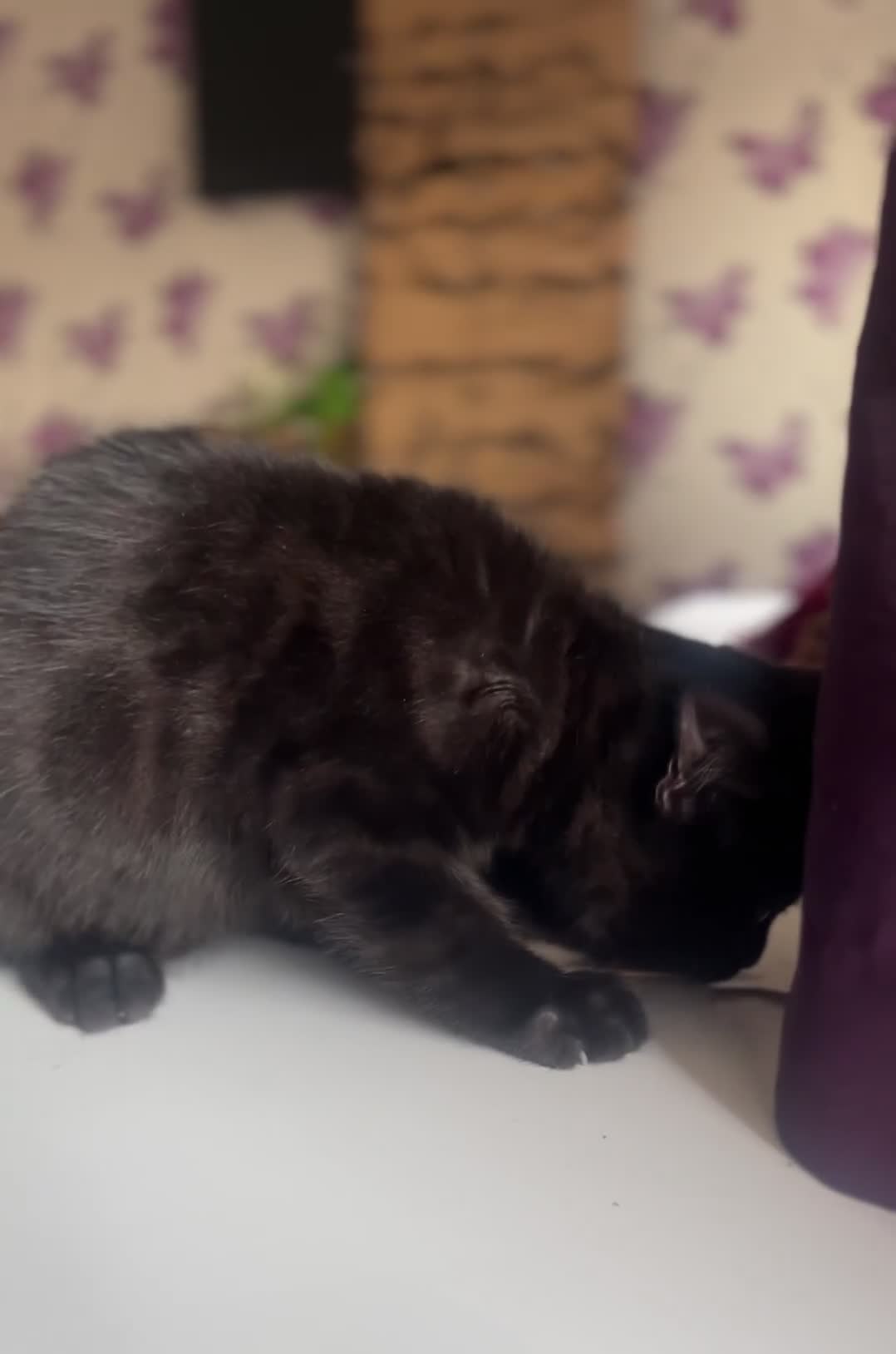 British Shorthair cats for sale: Male kitten ready to go - Video 1