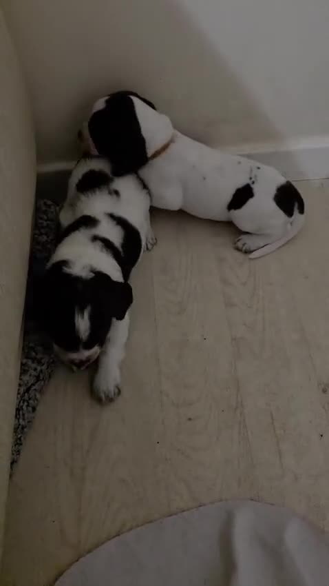 Sprocker dogs for sale: 3springer boys 🐾 in Wakefield - Video 2