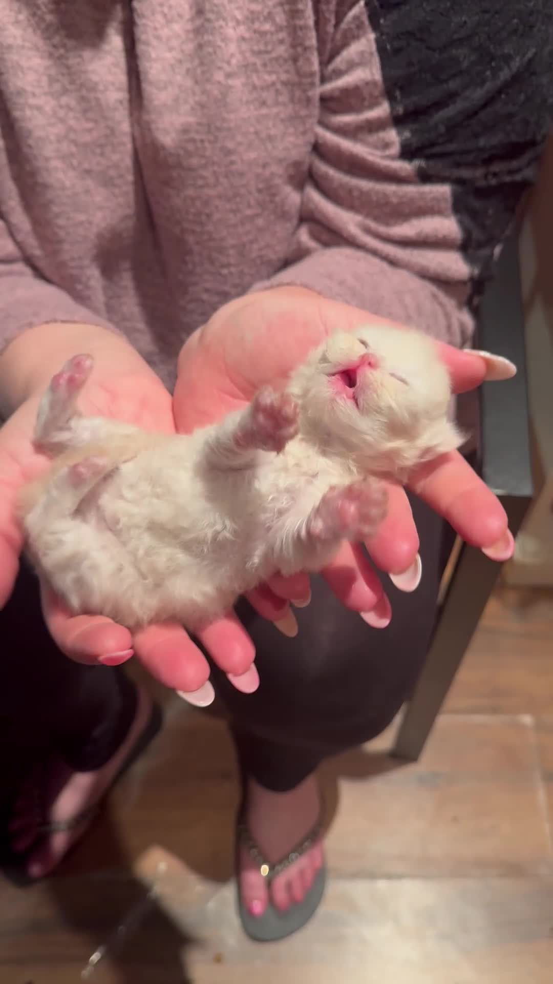 Maine Coon cats for sale: Main coon adorable kittens  - Video 3