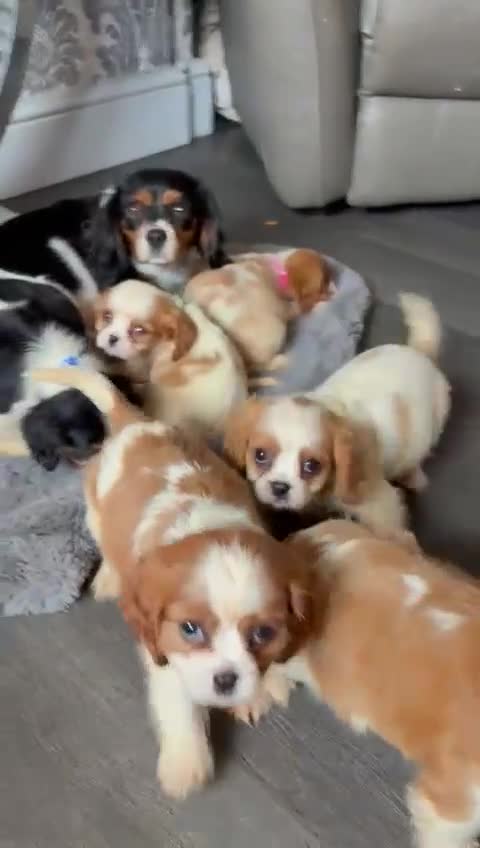 Cavalier King Charles Spaniel dogs for sale: King Charles cavalier puppies for sale  - Video 2