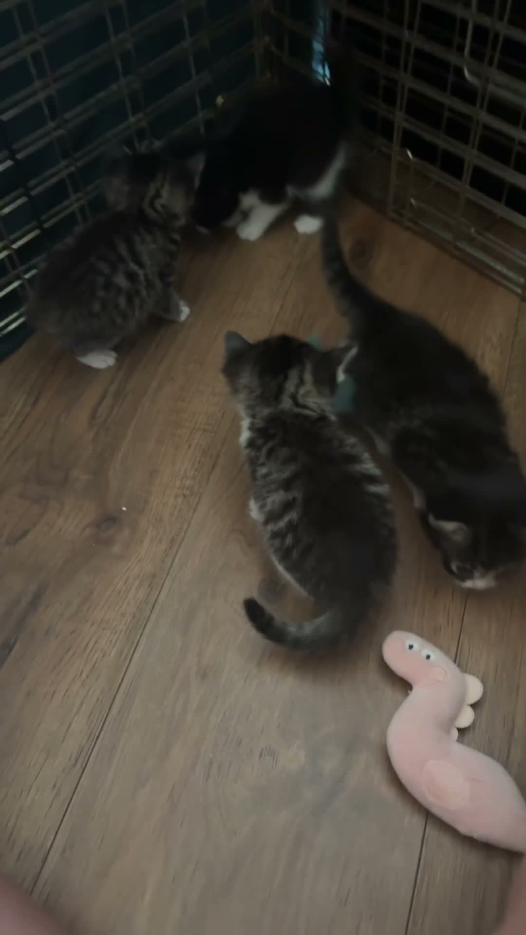 British Shorthair cats for sale: Gorgeous kitten's  - Video 1