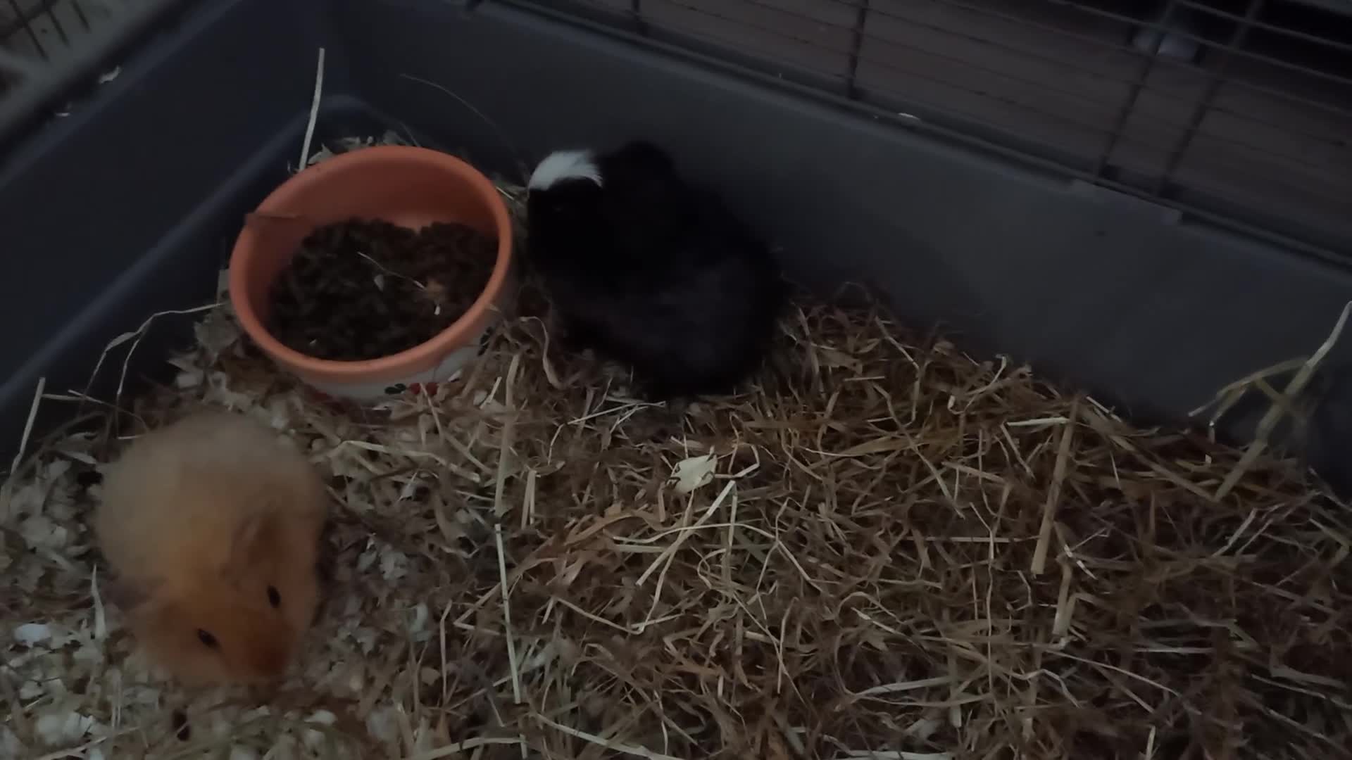 Guinea Pig rodents for sale: Baby male guinea pig pairs - Video 4