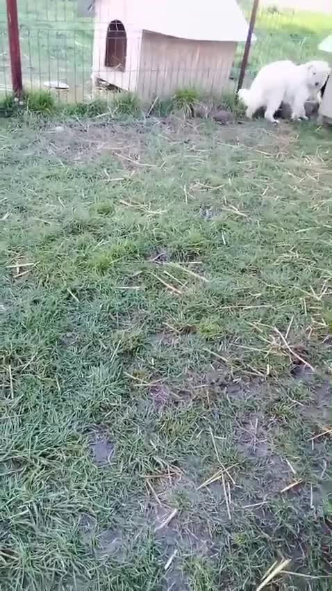 Mixed Breed dogs for adoption: ✨HIT BY A VEHICLE — LEFT FOR DEAD — CHOSE TO LIVE✨ - Video 2