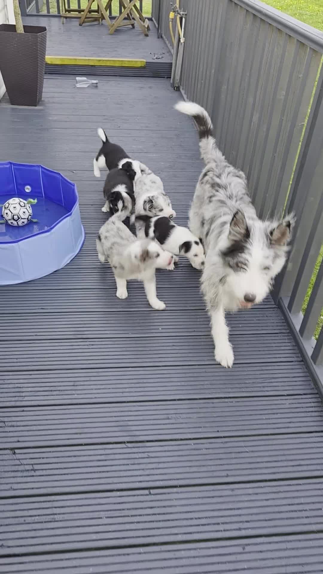Mixed Breed dogs for sale: Beardie border x puppies - Video 1